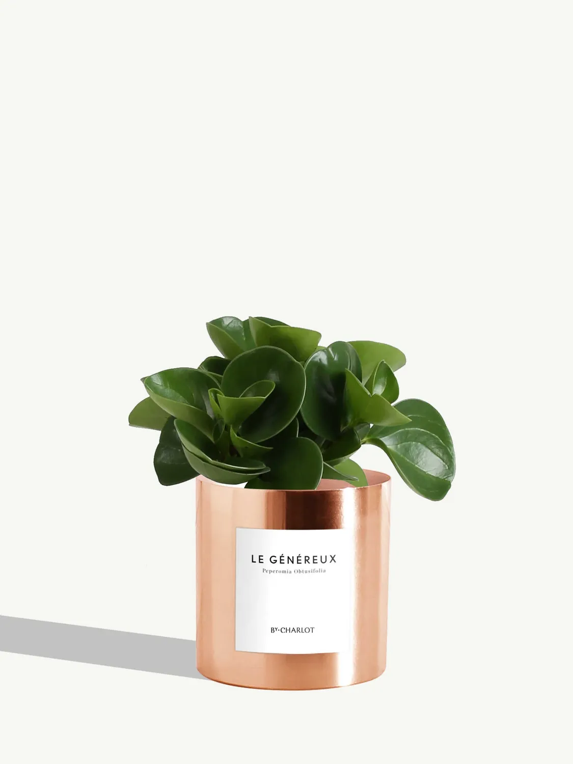 By Charlot Le Généreux plante peperomia pot 10 cm