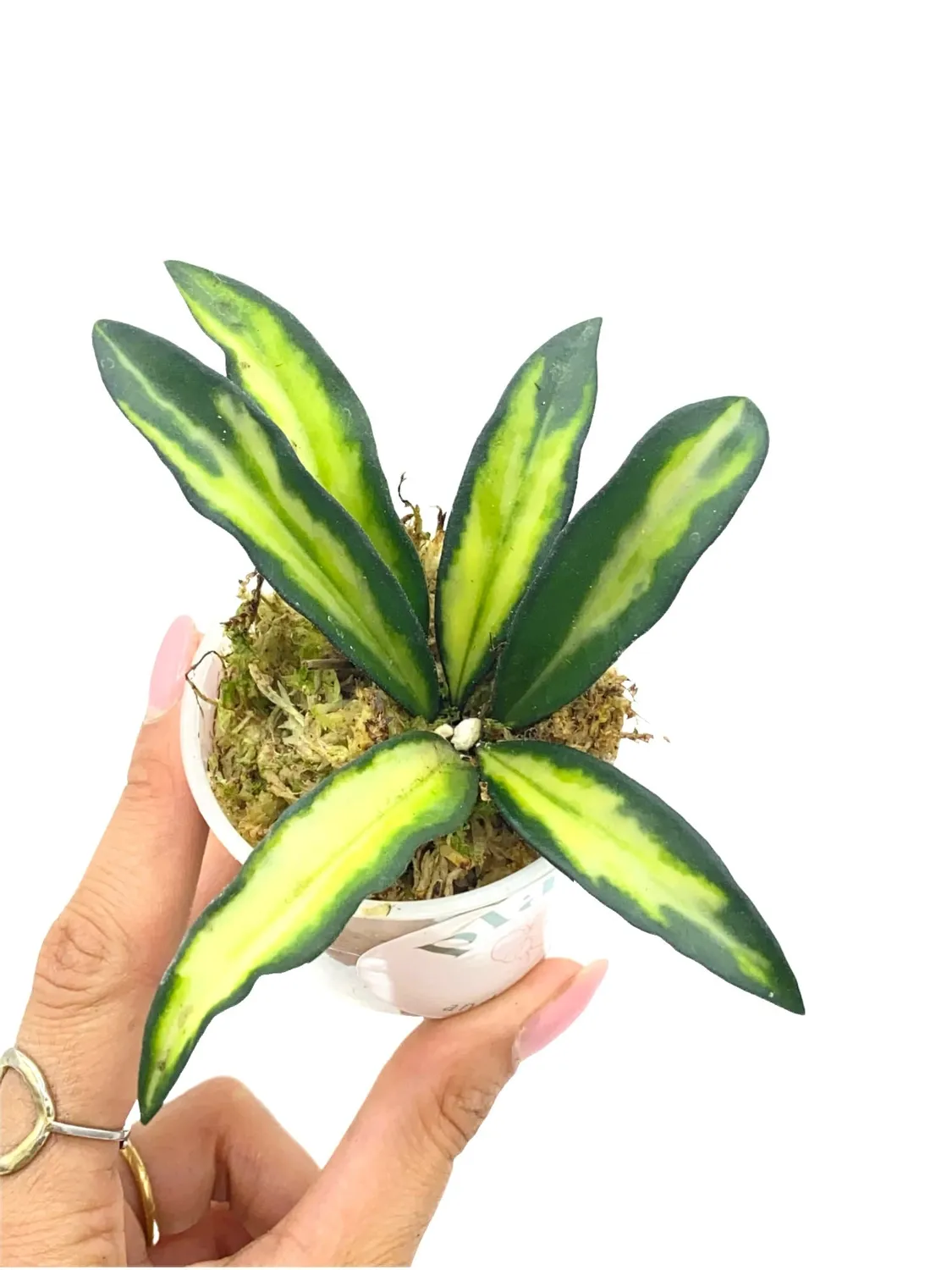 Plant and Stories Hoya Wayetii Variegata plante intérieur pot 9cm