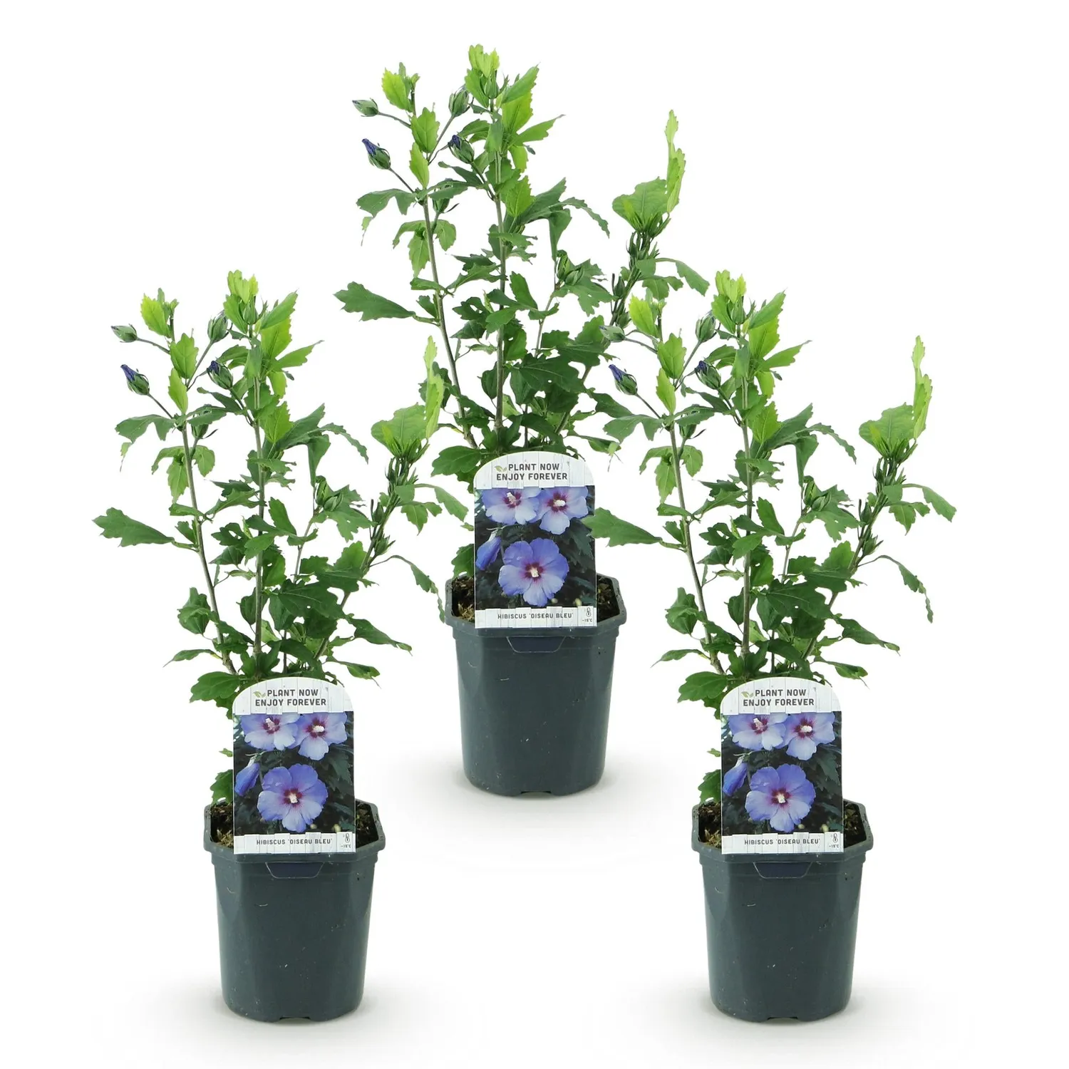 Plant and Stories Hibiscus Oiseau Bleu arbuste 1 plant bleu