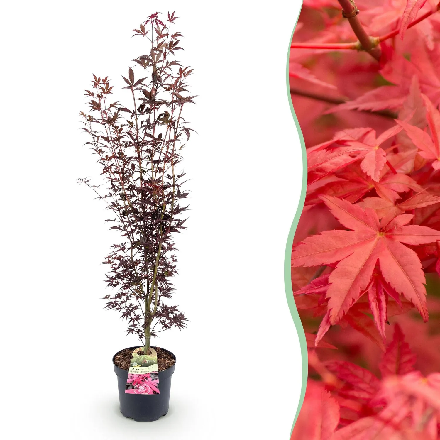 Plant and Stories Atropurpureum érable Japon pot 26 cm pourpre