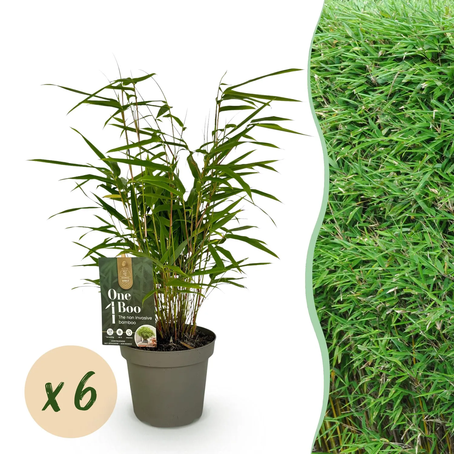 Plant and Stories Bambou Fargesia Rufa brise-vue 2 plants pot 14cm