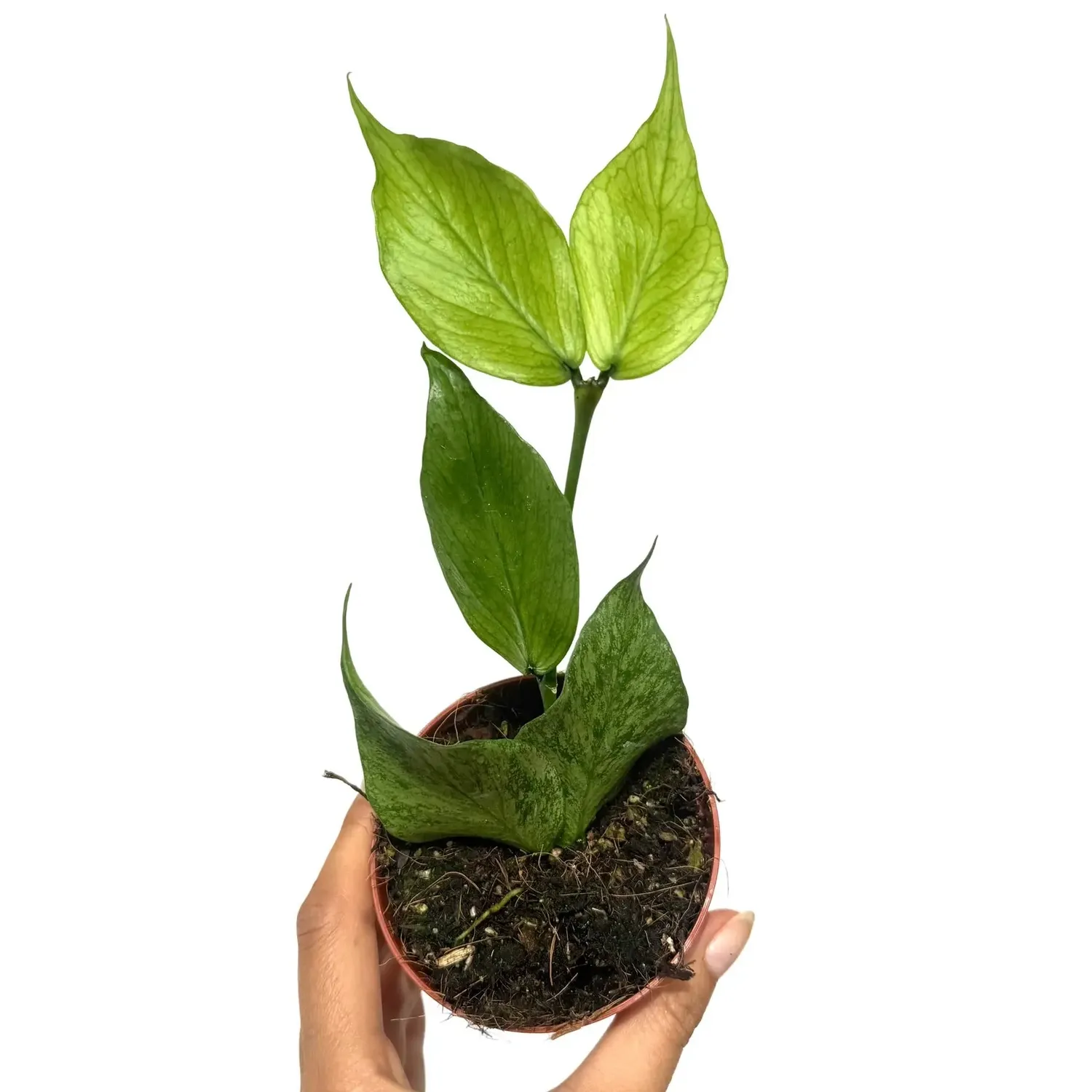 Plant and Stories Polyneura Silver hoya plante pot 8 cm