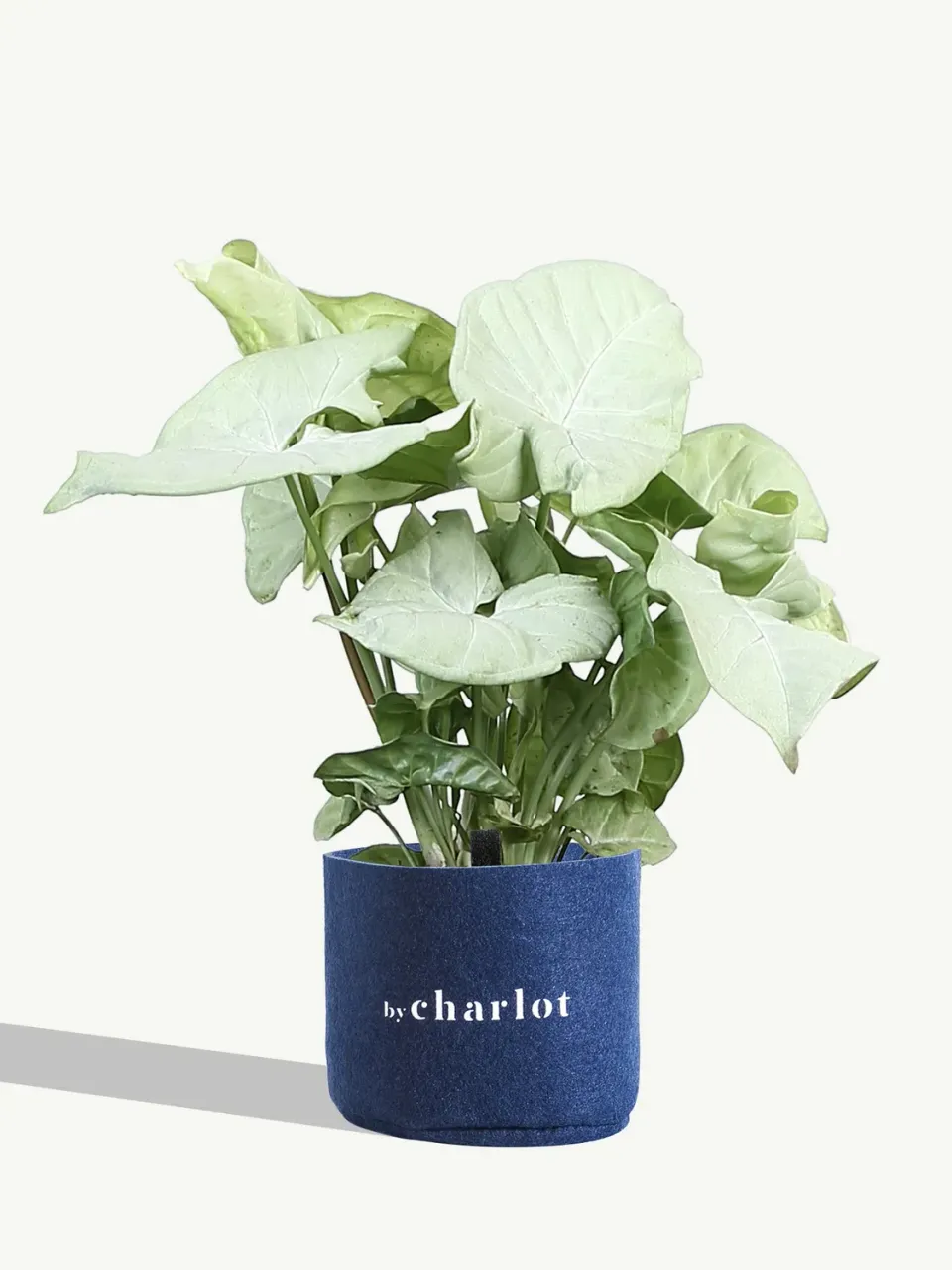 By Charlot La Douce petite plante S verte