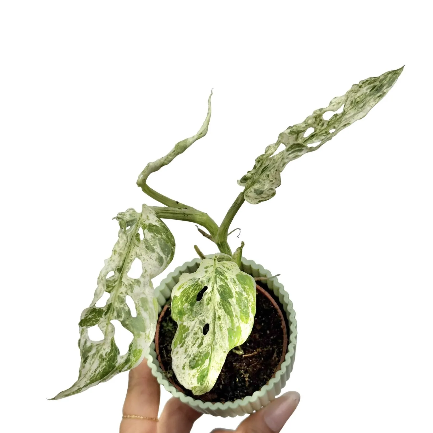Plant and Stories Monstera Frozen Freckles plante pot 12 cm panachée
