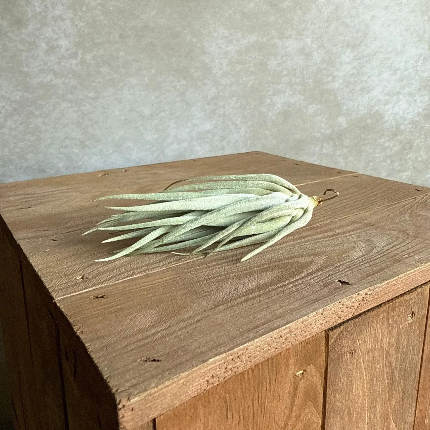 Airplantshop Mitlaensis plante aérienne grise 12 cm