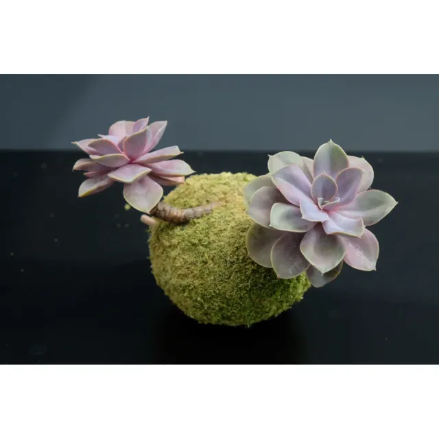Oh My Green Echeveria 2 fleurs kokedama M galet