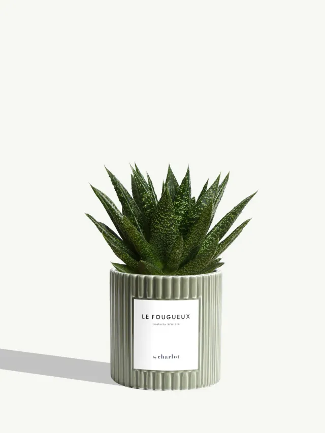 By Charlot Le Fougueux plante céramique olive cannelé