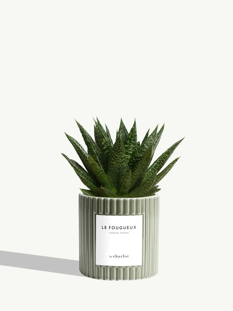 By Charlot Le Fougueux plante céramique olive cannelé