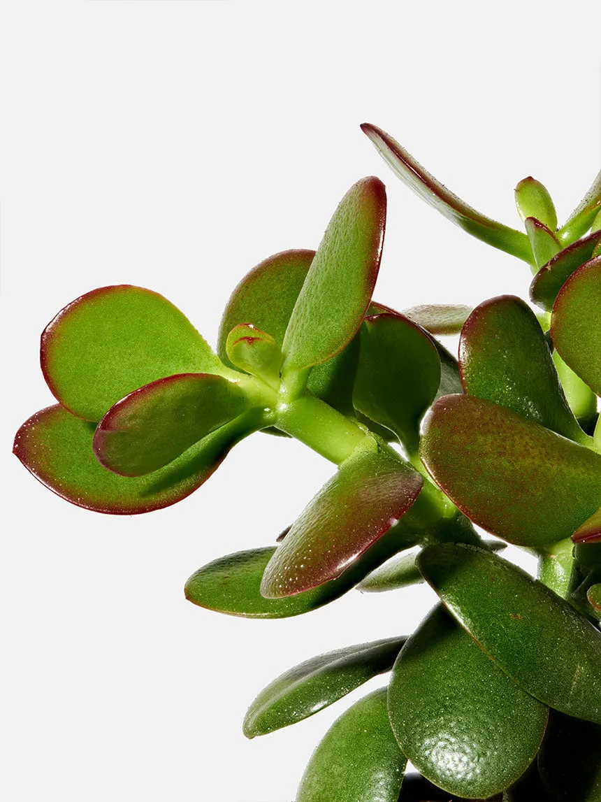 By Charlot La Délicate succulente Crassula recharge XS