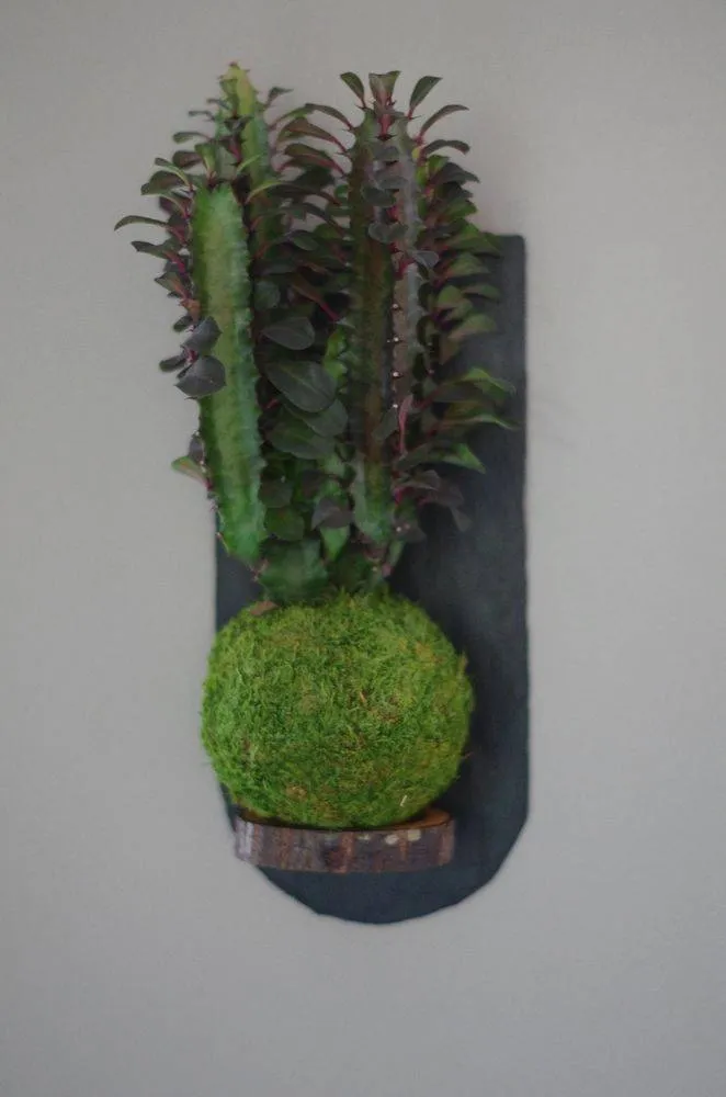 AQUAPHYTE Support mural ardoise mahogany kokedama
