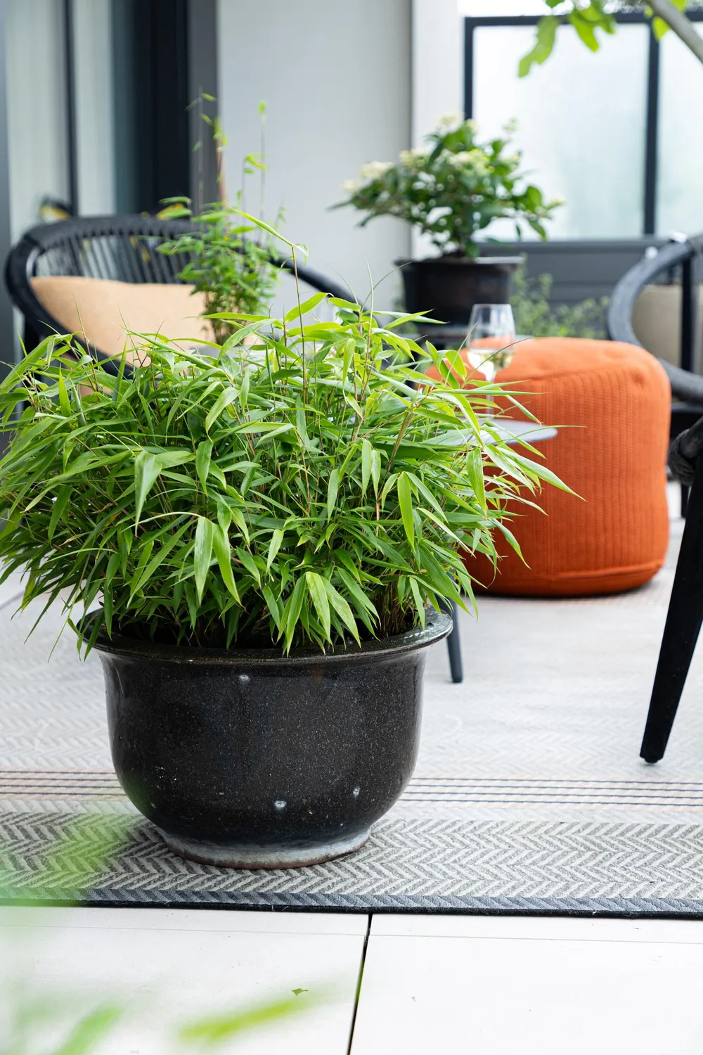 Plant and Stories Fargesia Pingwu bambou pot 14cm 2 plants