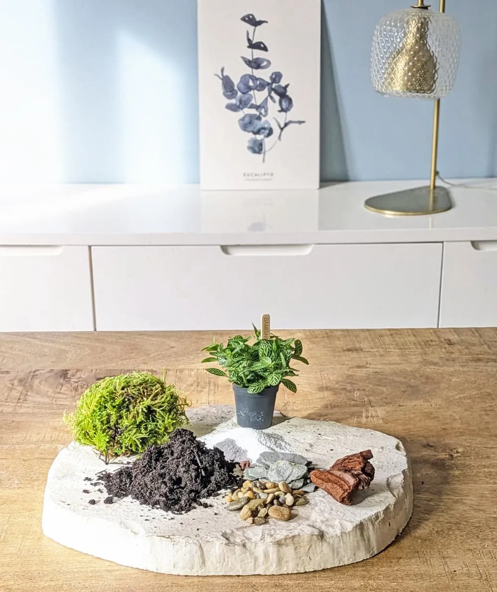 Réconciliation Végétale recharge terrarium petit modèle 1 plante
