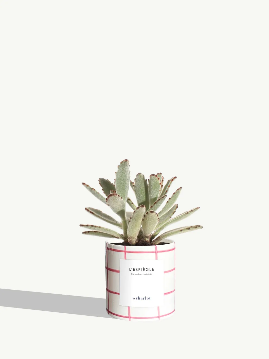 By Charlot L’Espiègle kalanchoe plante XS pot 8 cm