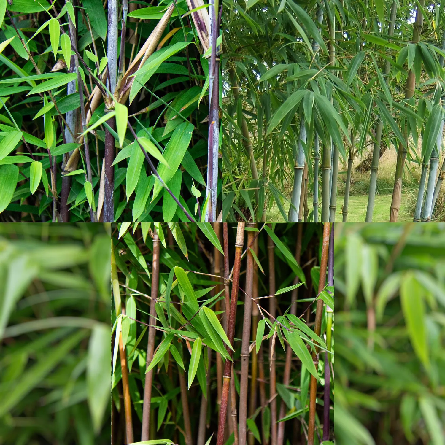PLANT AND STORIES Fargesia Dragon Tricolour bambou lot 3 plants
