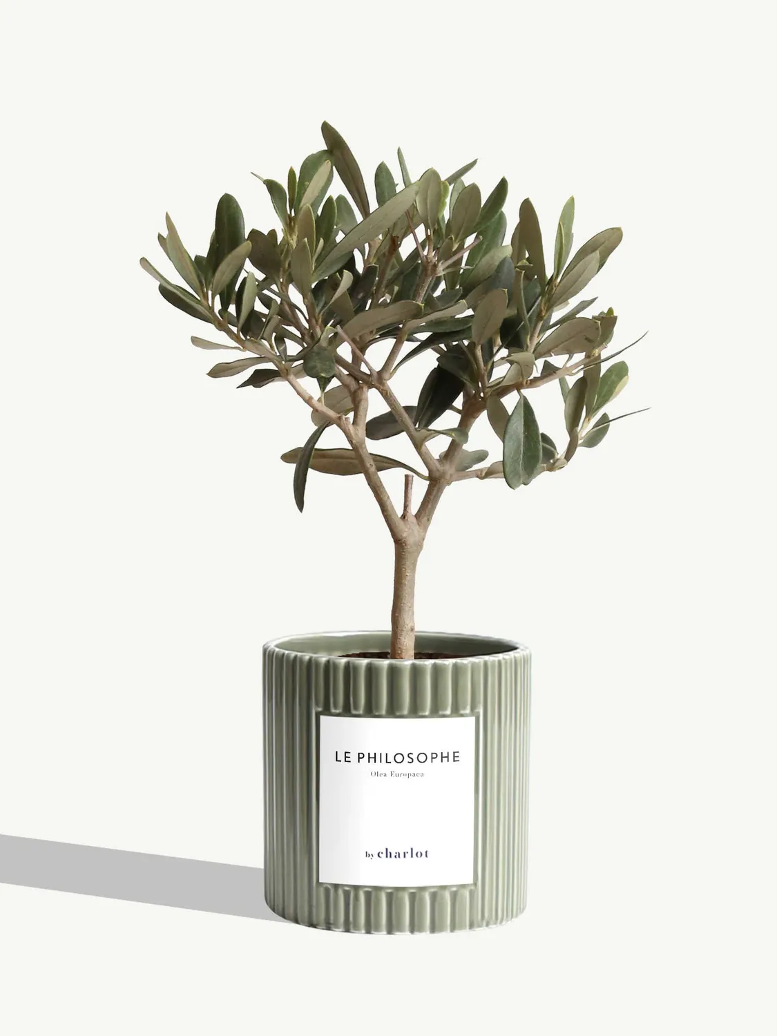 By Charlot Le Philosophe olivier plante pot 10 cm