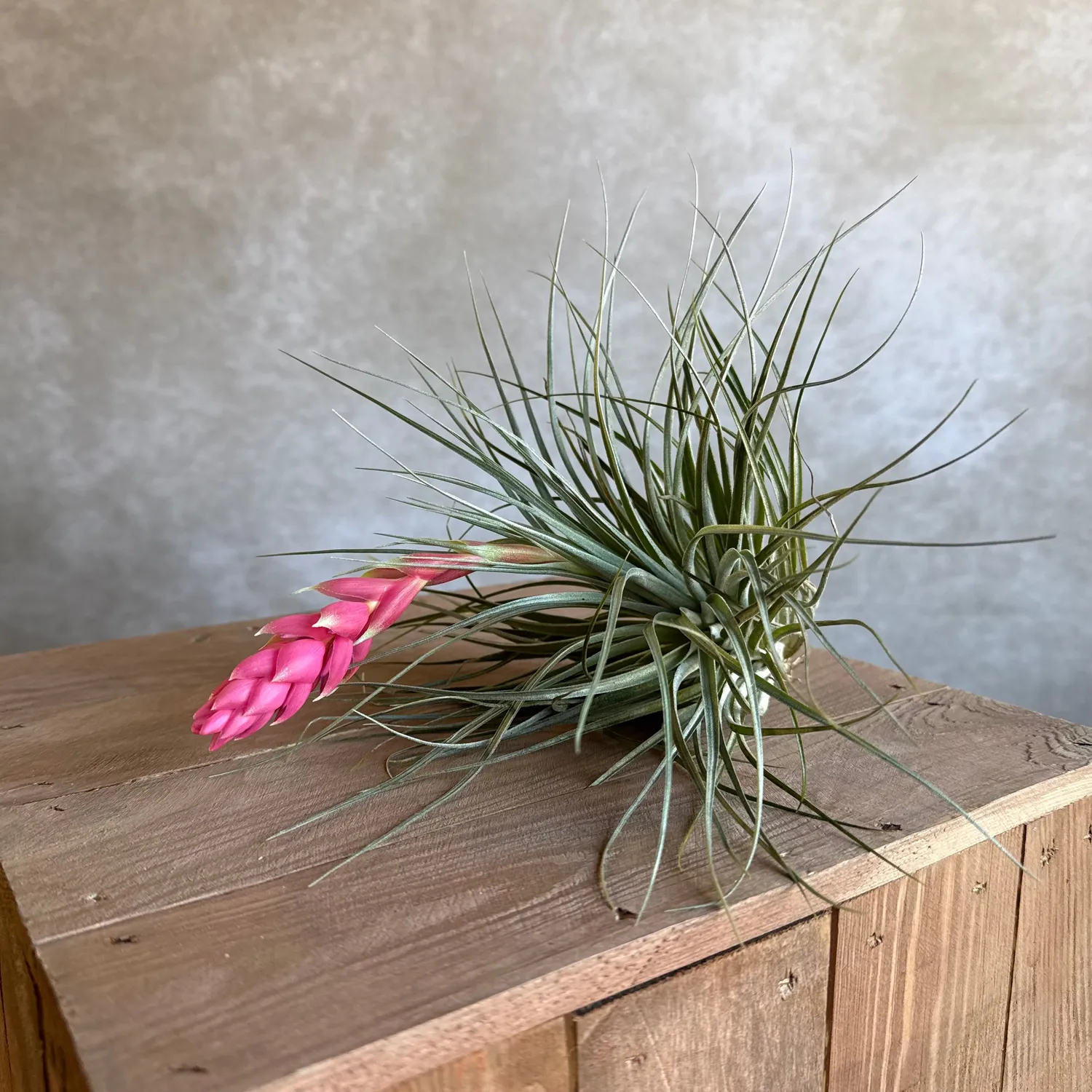 Airplantshop Tillandsia Houston plante aérienne XL fleur rose