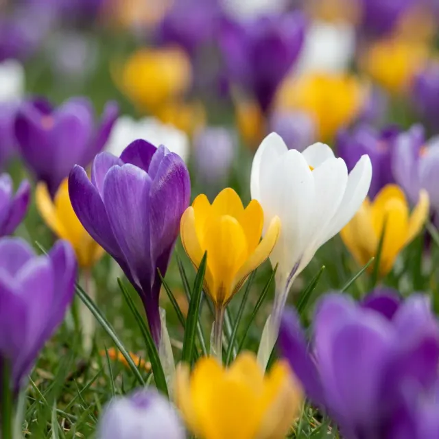 Plant and Stories Crocus en mélange bulbes 70 bulbes floraison précoce