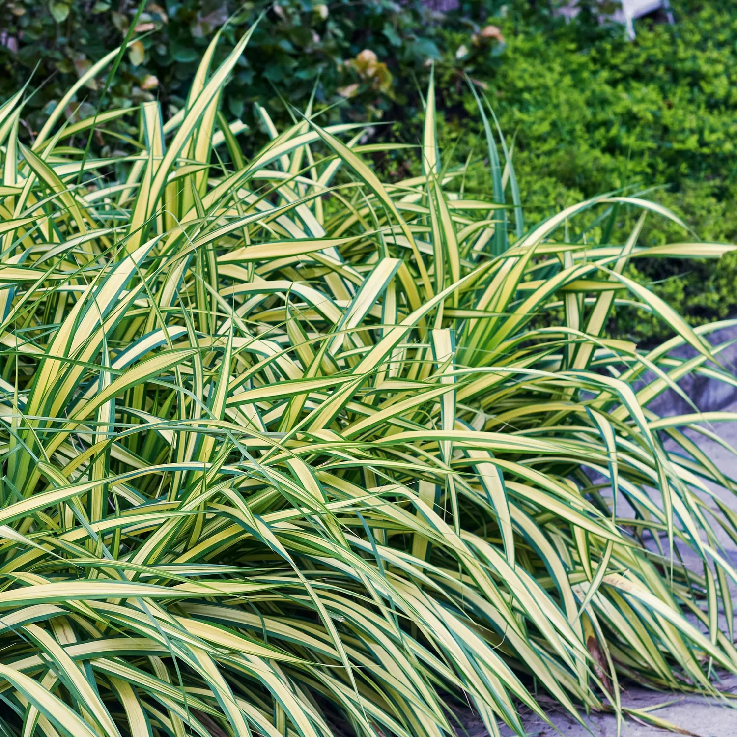 Plant and Stories Laîche Evergold Carex graminée pot 17cm 50cm