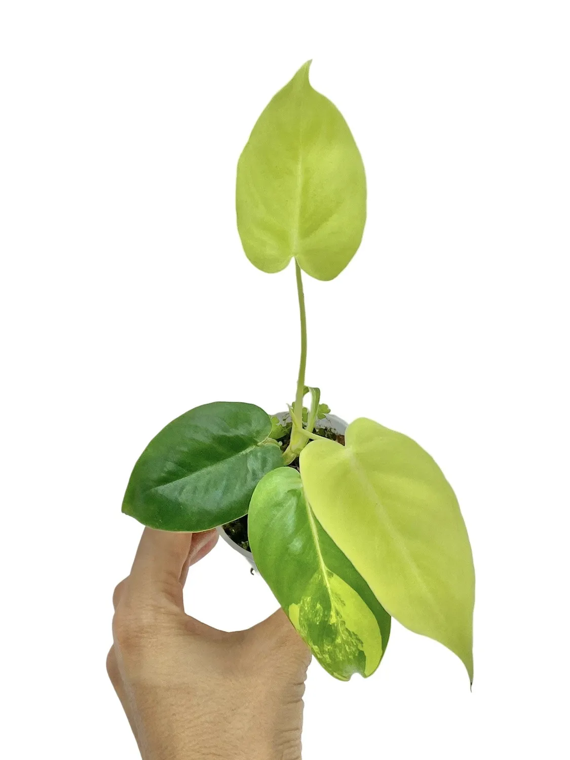 Plant and Stories Burle Marx philodendron panaché 6 cm crème