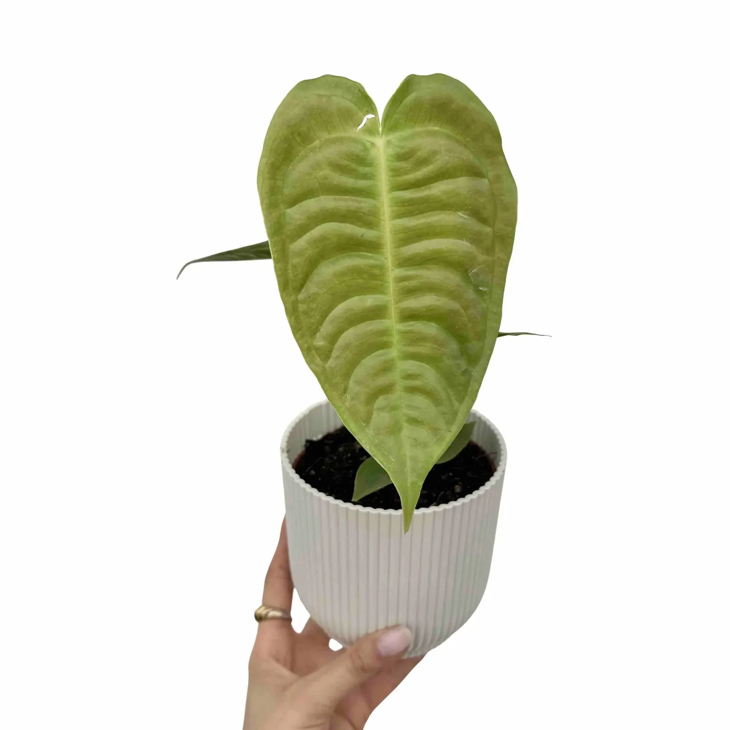 Plant and Stories Anthurium Veitchii plante d'intérieur pot 6 cm