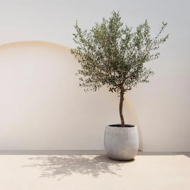 Plant and Stories Olivier Olea europaea arbre pot 19 cm 90 cm soleil