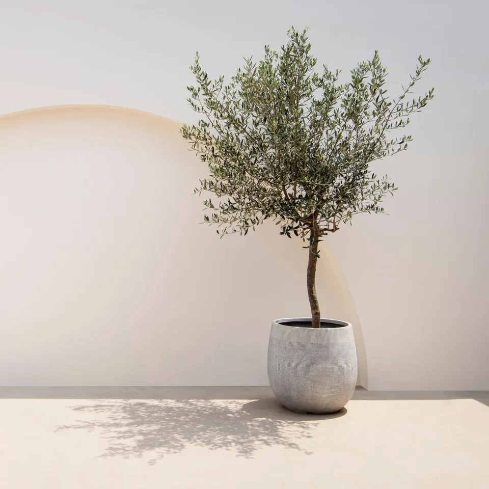 Plant and Stories Olivier Olea europaea arbre pot 19 cm 90 cm soleil