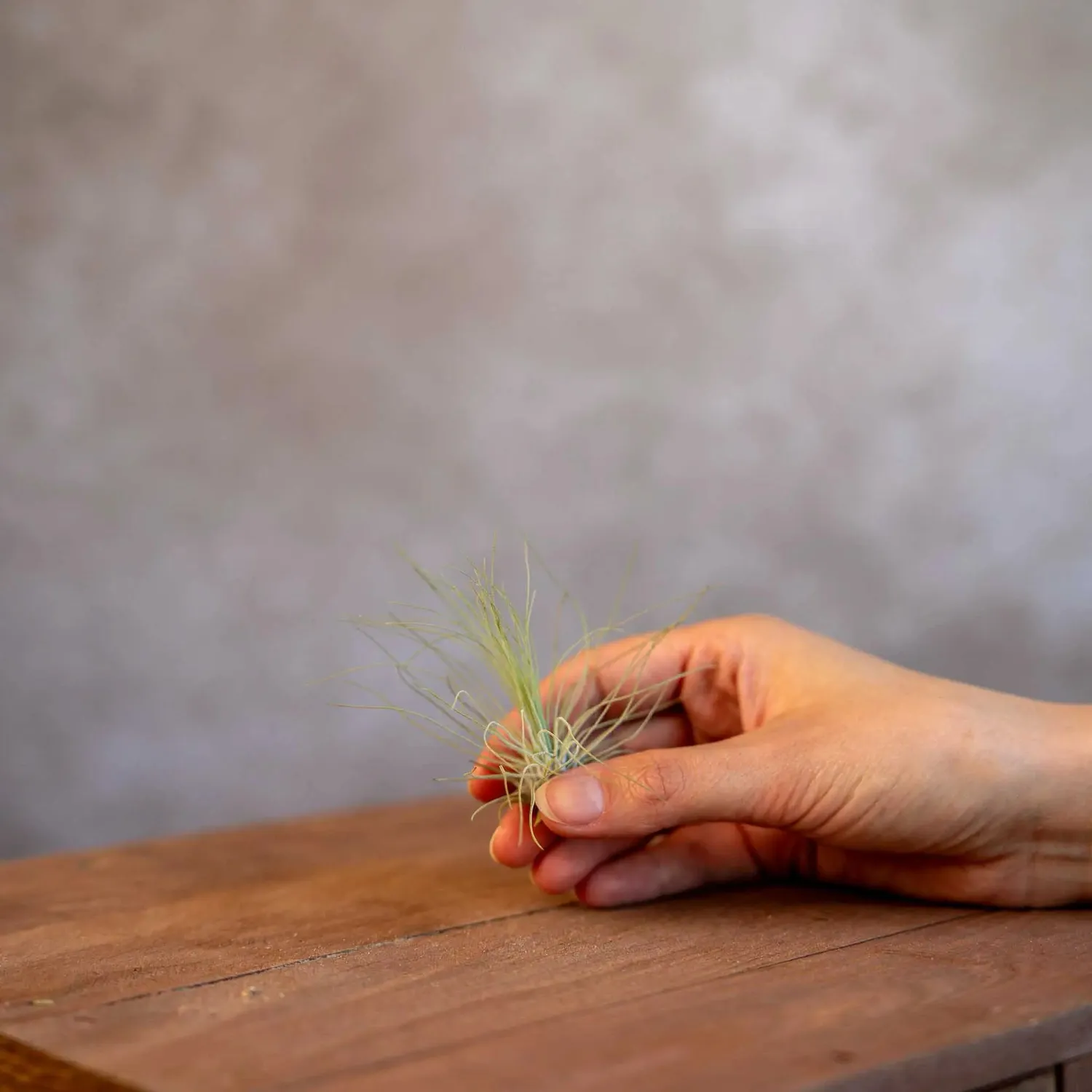 Airplantshop Tillandsia Argentea mini plante aérienne
