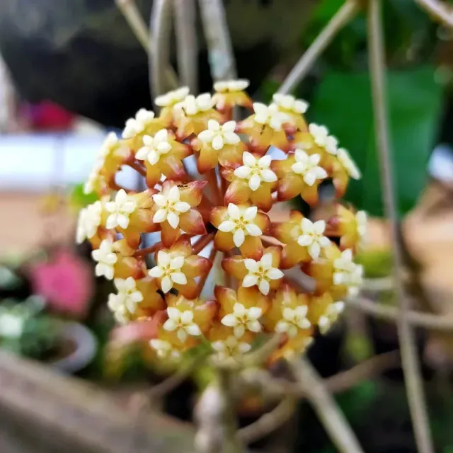 Plant and Stories Aceh Clone 8 hoya plante pot 10 cm