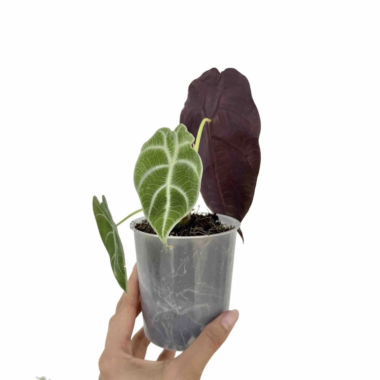 Plant and Stories Watsoniana alocasia vert foncé pot 12 cm