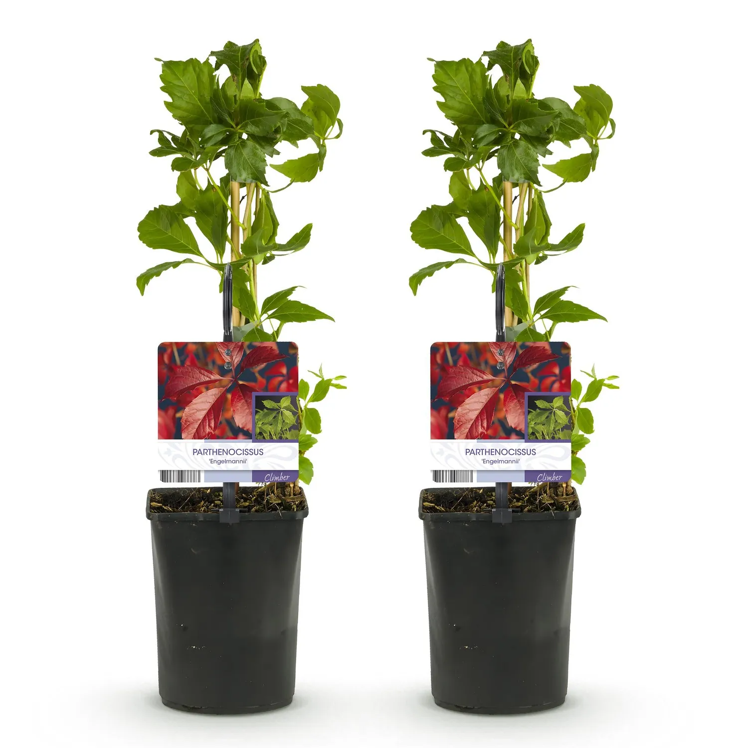 Plant and Stories Vigne Vierge Parthenocissus grimpante lot 2 pots 11 cm