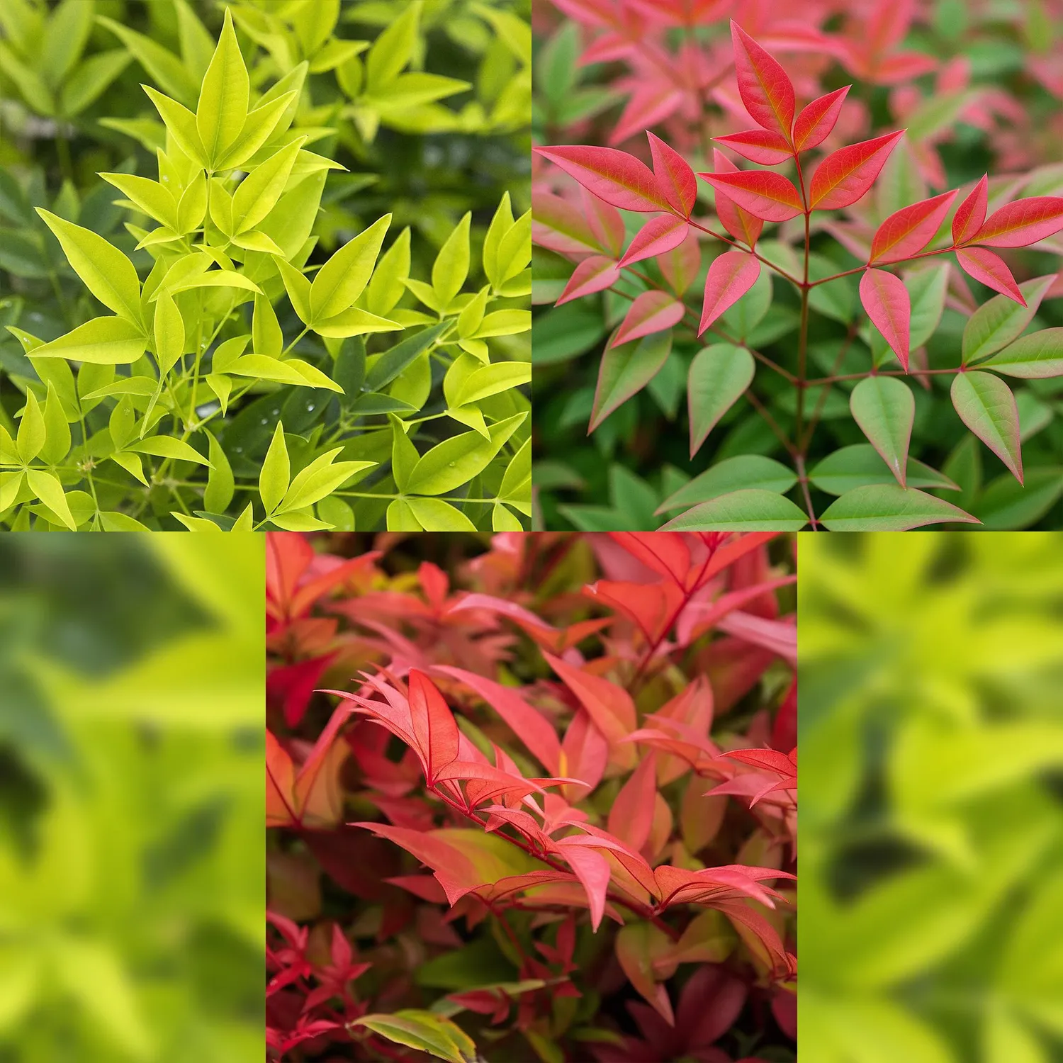 Plant and Stories Nandina bambou sacré 2 plants pot 17 cm