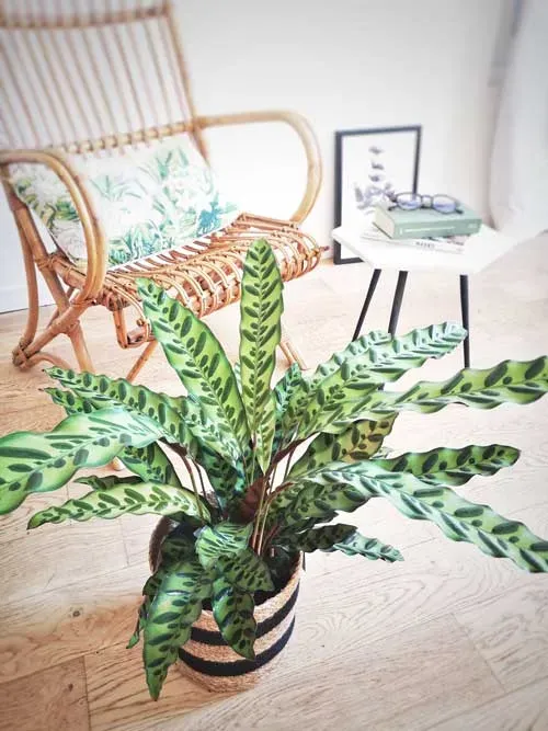 Réconciliation Végétale Romane calathea plante verte mi-ombre dessinée