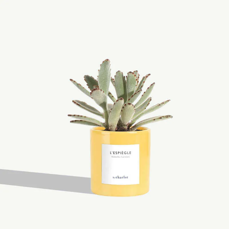 By Charlot L’Espiègle kalanchoe plante XS pot 8 cm