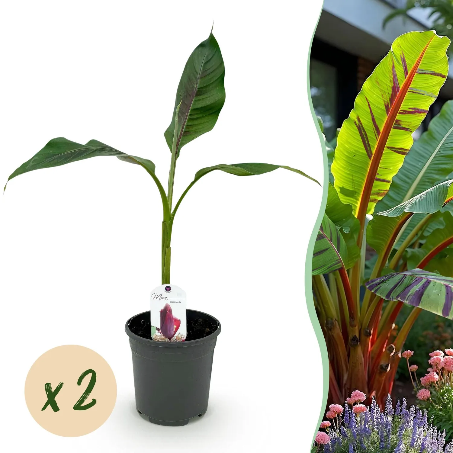 Plant and Stories Musa Red Tiger bananier pot 17 cm feuillage pourpre