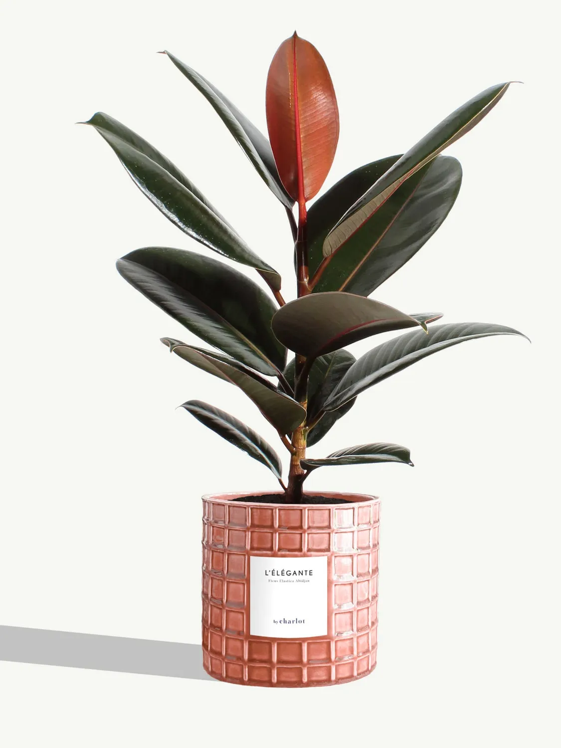 By Charlot L'Élégante plante pot M ficus abidjan