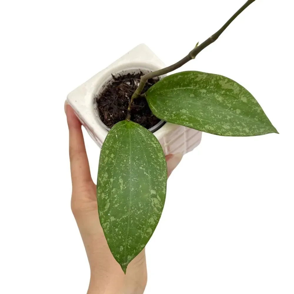 Plant and Stories Hoya sp Loei plante pot 6cm argenté