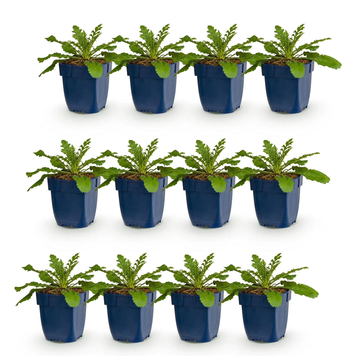Plant and Stories Pink Mist scabieuse vivace 1 plant rose