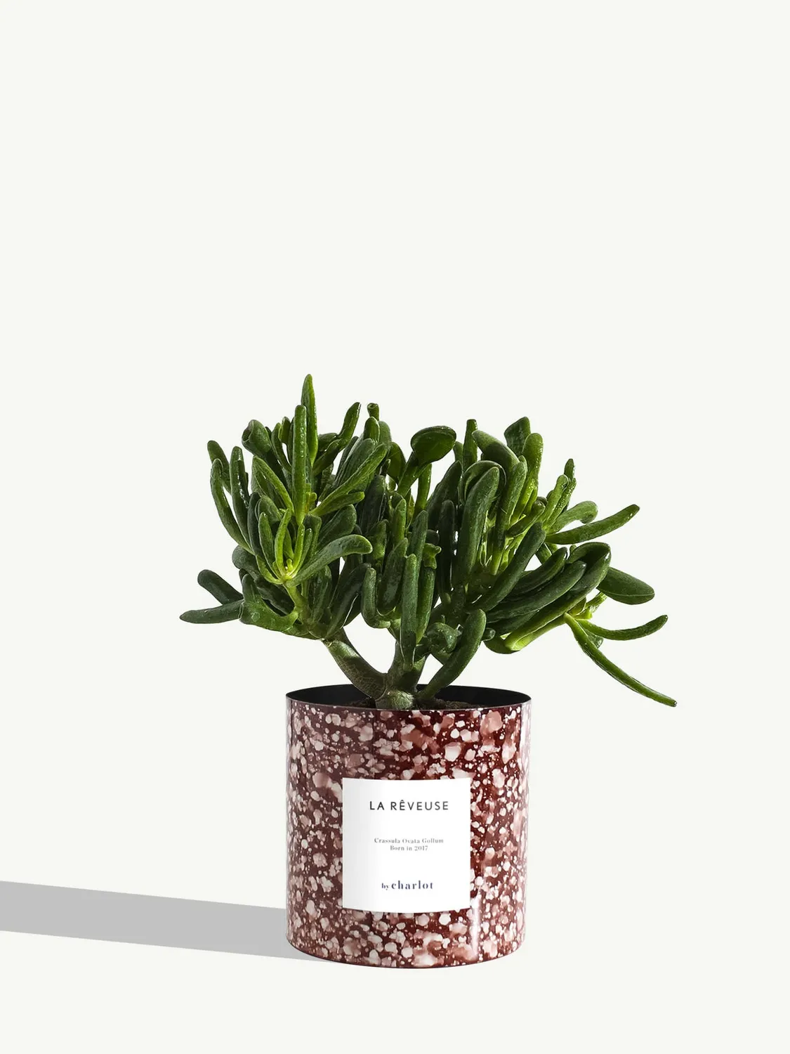 By Charlot La Rêveuse plante d'intérieur standard