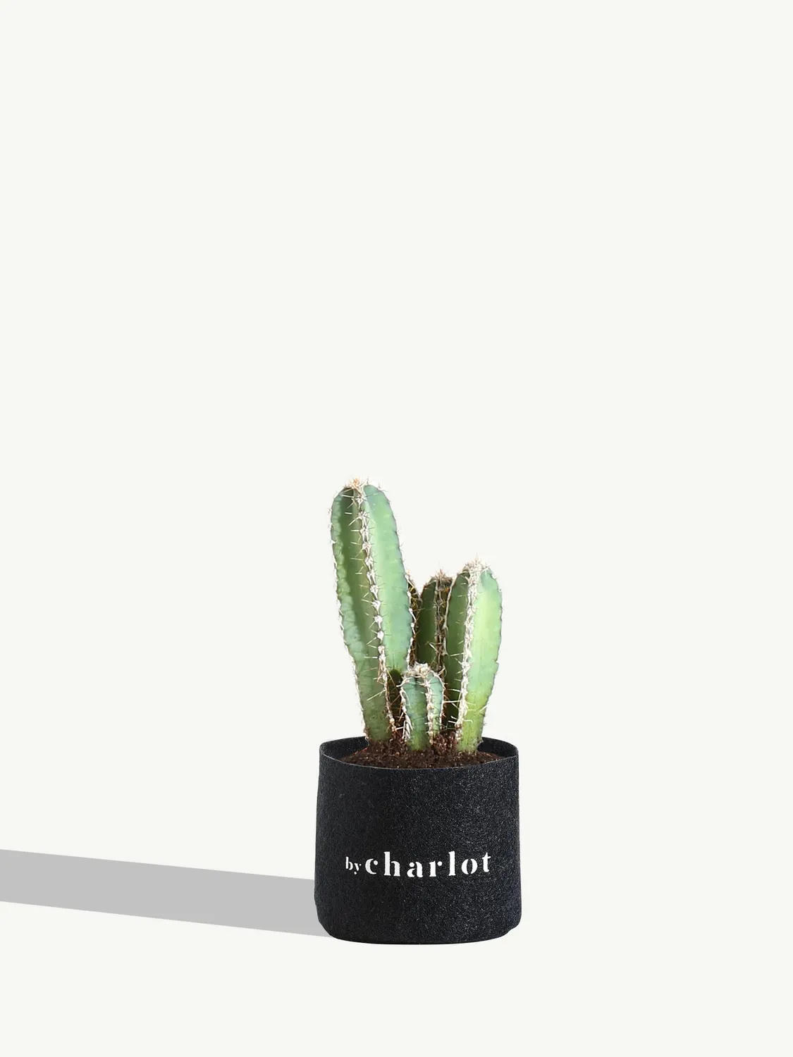 By Charlot Le Raffiné cactus Cereus 10-14 cm