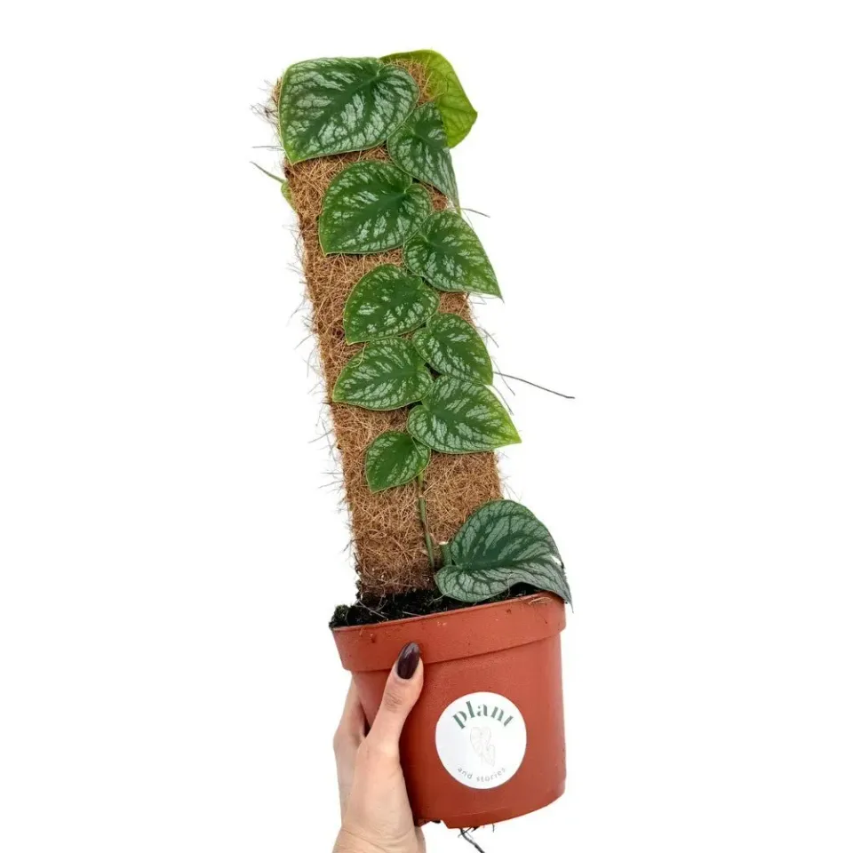 Plant and Stories Monstera Dubia plante grimpante 14 cm tuteur