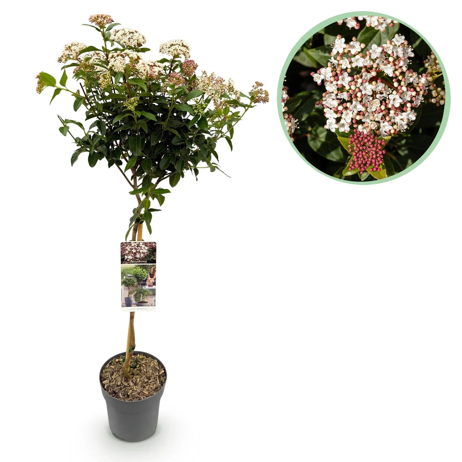 Plant and Stories Viorne Viburnum arbuste fleuri pot 19 cm 90 cm parfumé