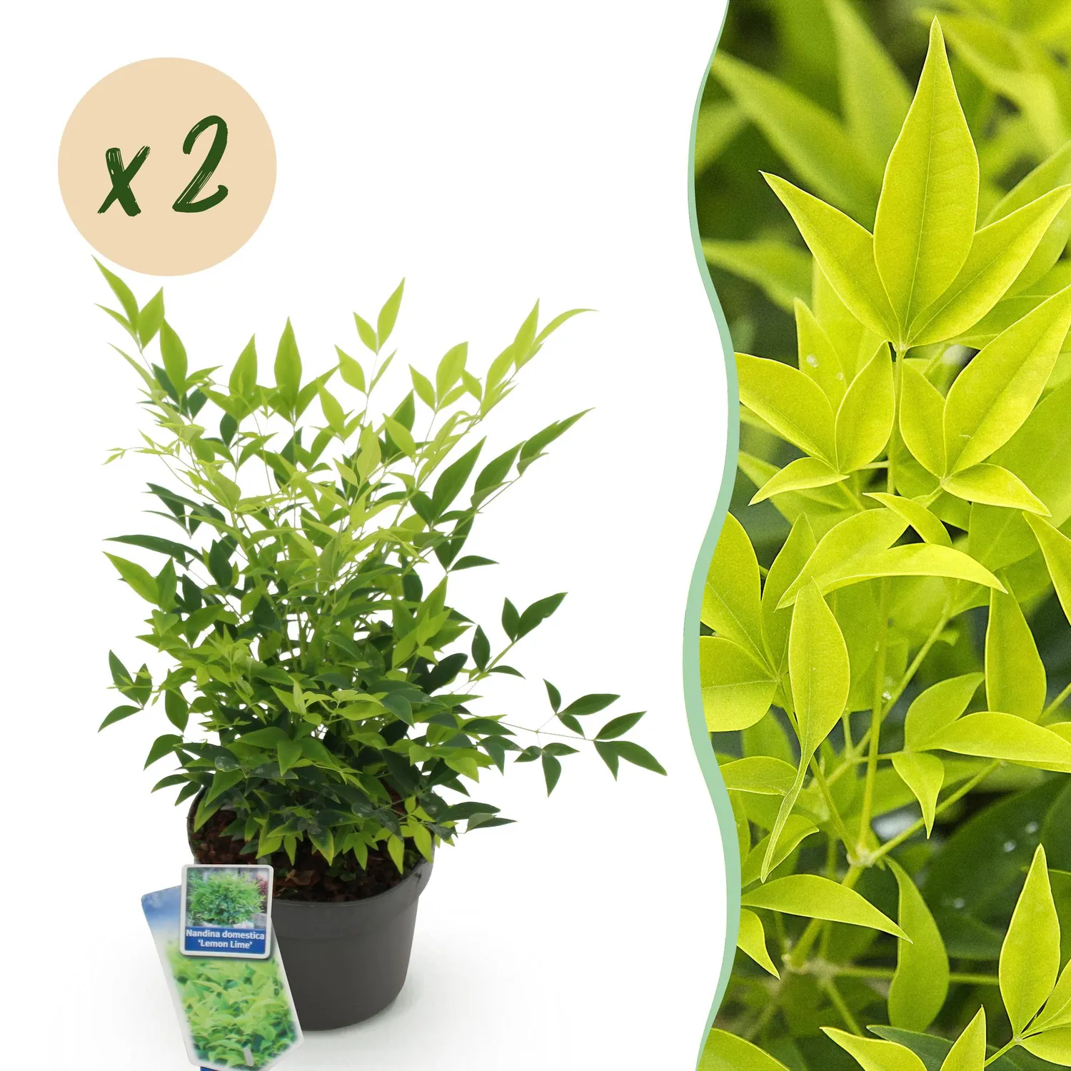 Plant and Stories Nandina Lemon Lime arbuste pot 17 cm persistant