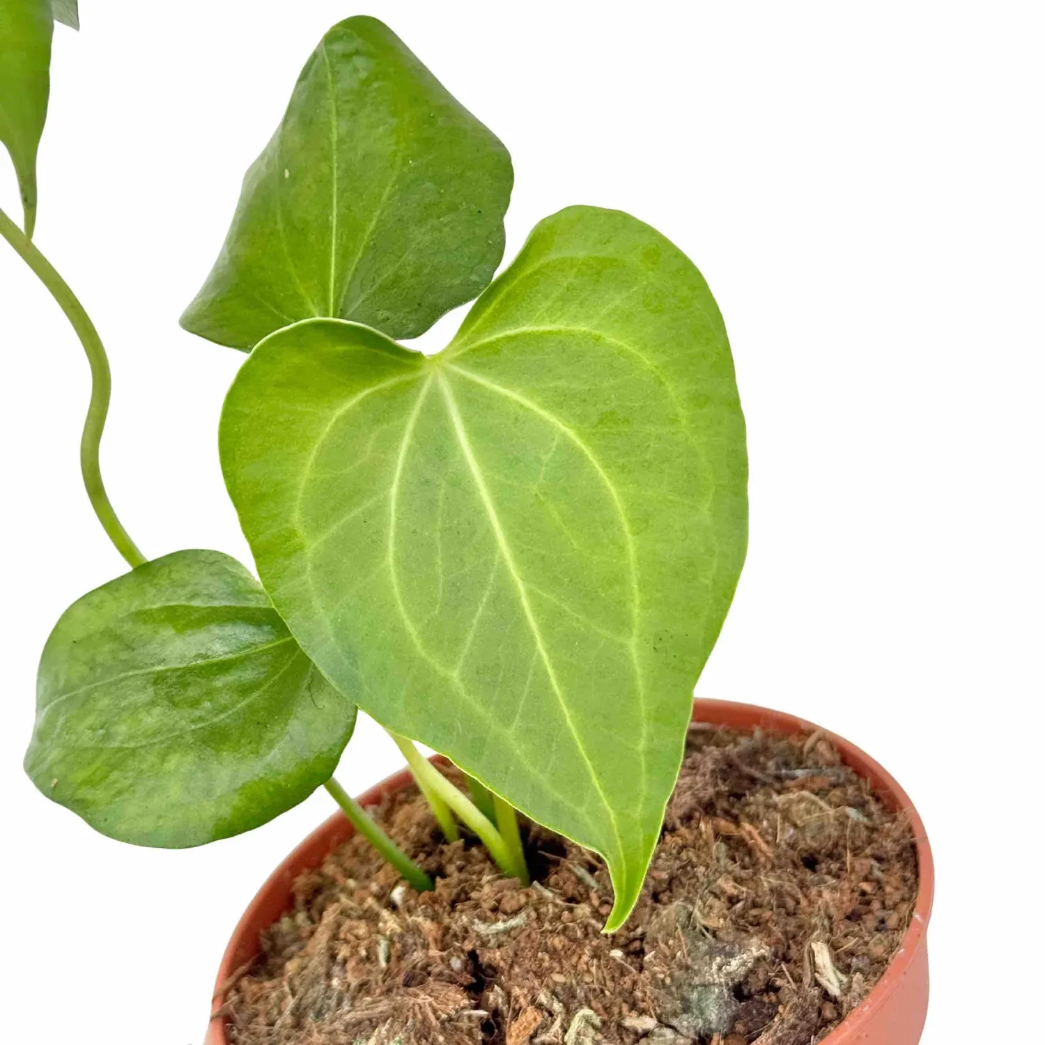 Plant and Stories Anthurium clarinervium x pedatoradiatum 12cm