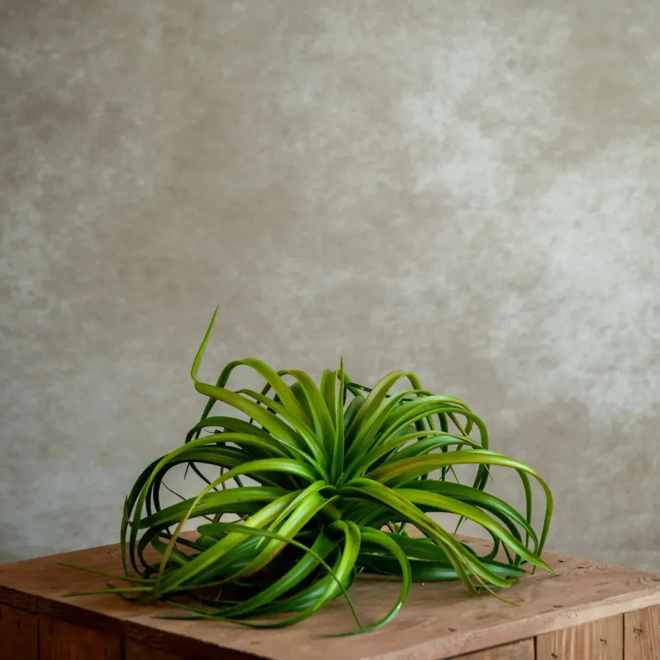 Airplantshop Capitata Red tillandsia XL rouge