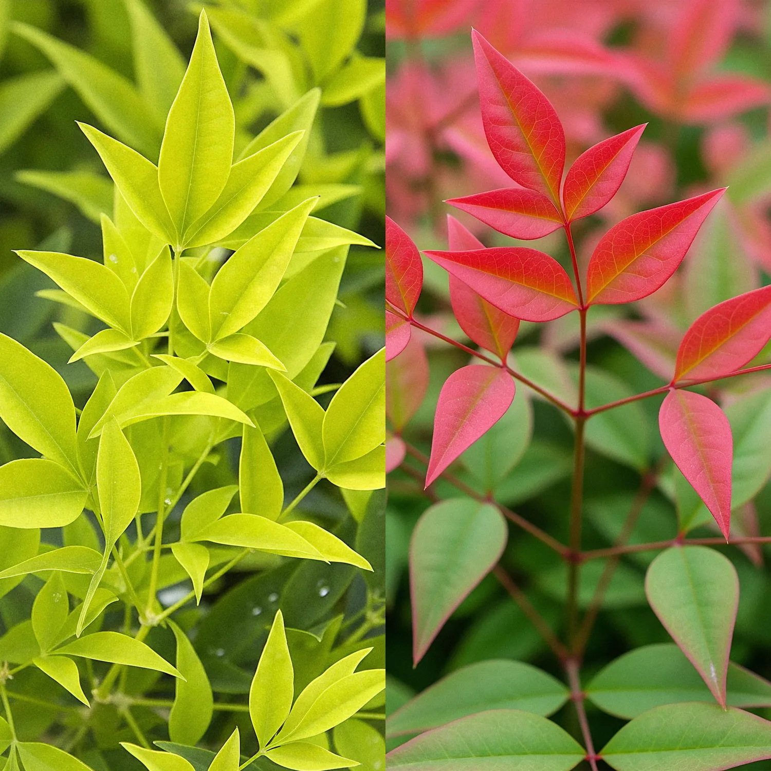 Plant and Stories Nandina bambou sacré 2 plants pot 17 cm