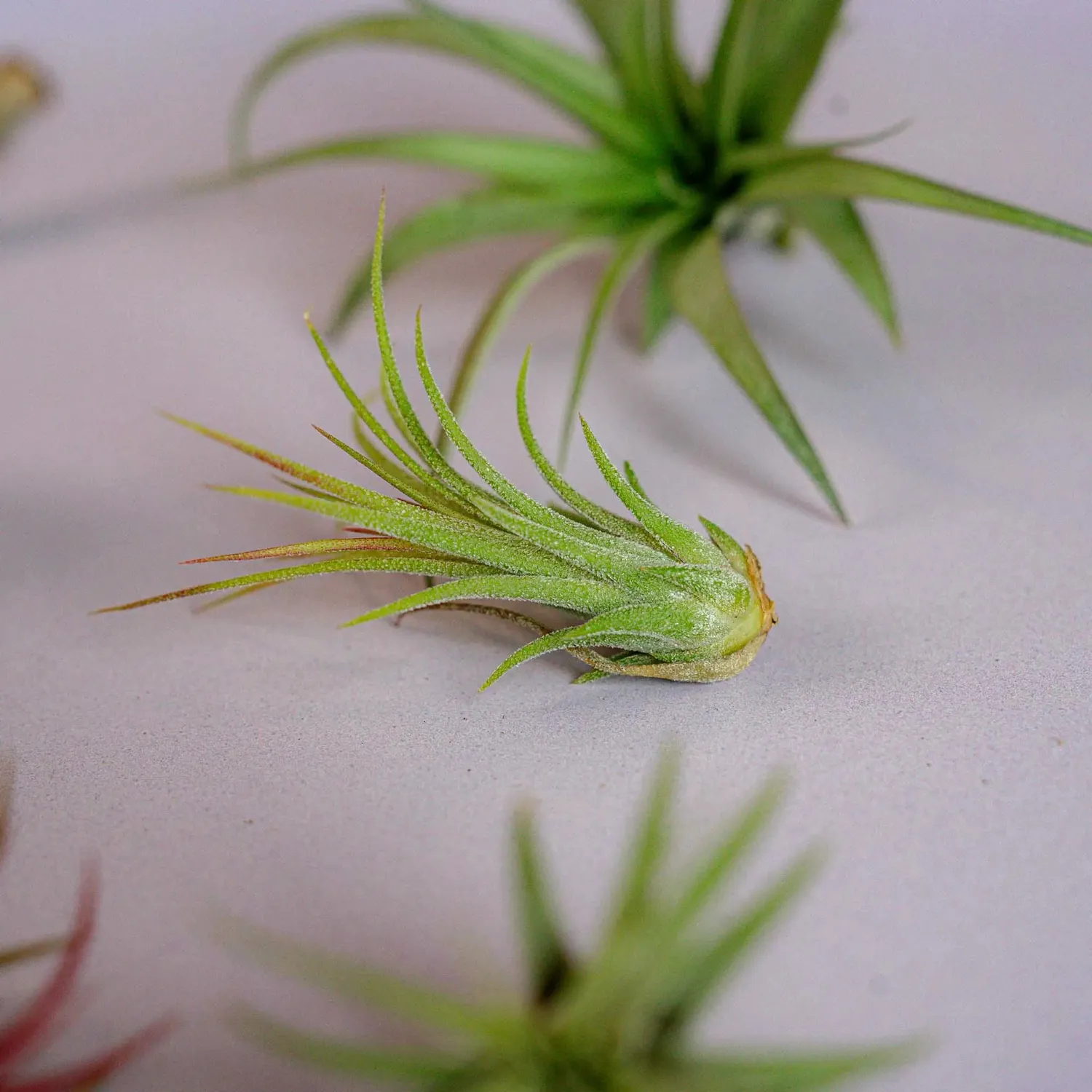 Airplantshop Mini Box coffret 10 tillandsias sans terre