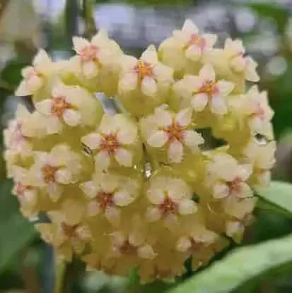 Plant and Stories Hoya Crassipetiolata plante pot 6 cm charnue