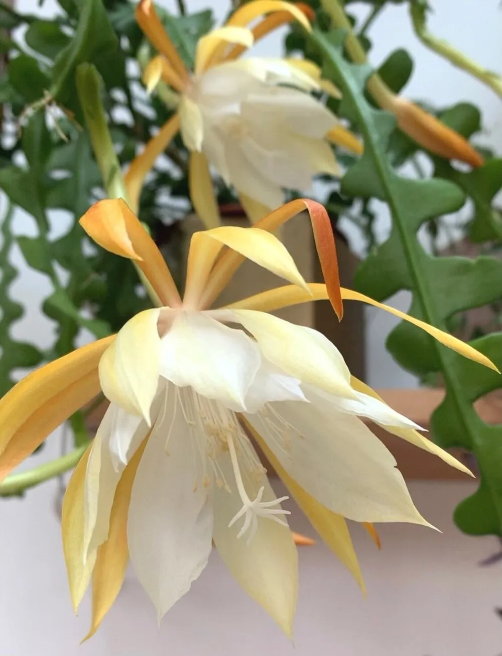 PLANT AND STORIES Epiphyllum Anguliger cactus pot 9 cm retombant