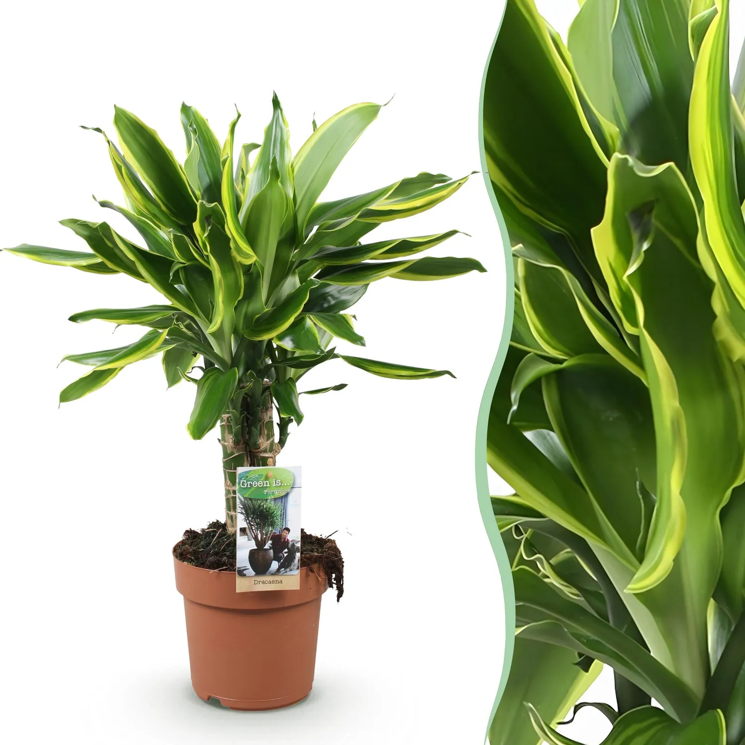 PLANT AND STORIES Dracaena Golden Coast plante intérieur pot 17 cm 50 cm