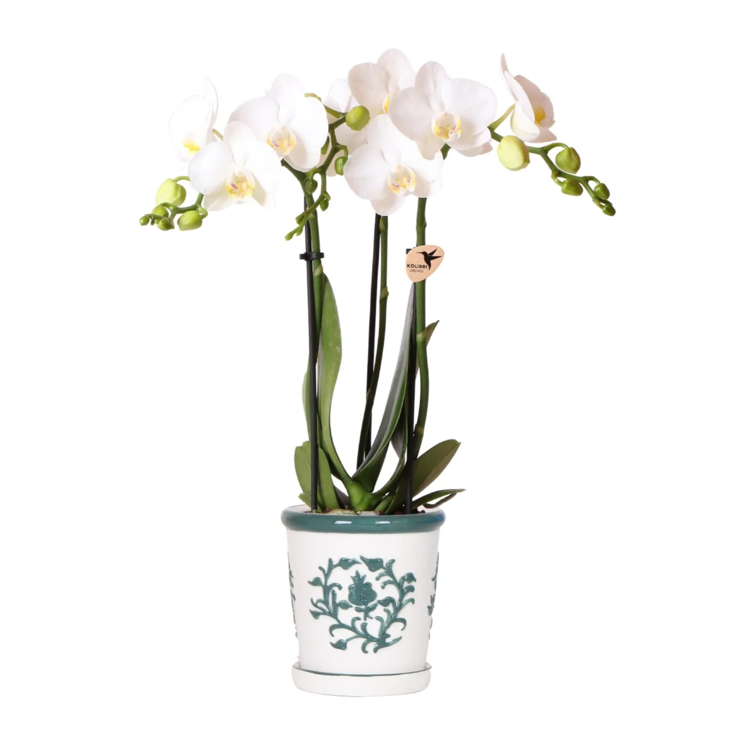 Plant and Stories Phalaenopsis blanche orchidée pot 9 cm blanc